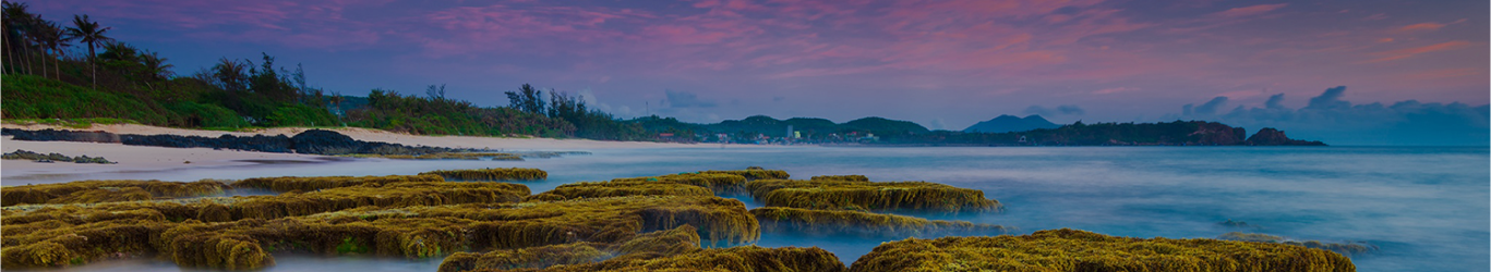Trải nghiệm thu hoạch rong Mứt tại biển Bãi Bàng, Phú Yên